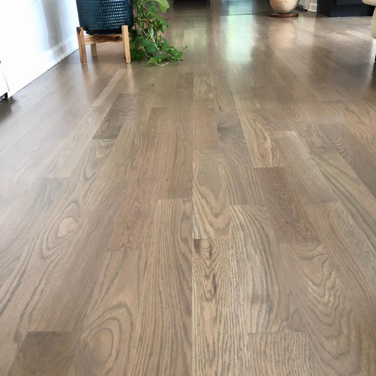 Lightly stained gray oak hardwood flooring with visible wood grain in a bright room.
