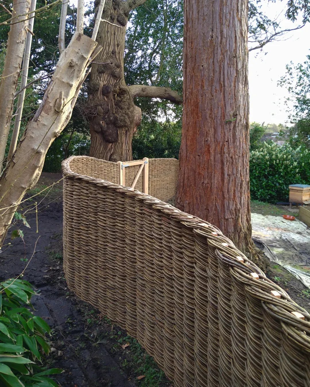 A curved wicker fence with a woven pattern stands in a garden near large trees.
